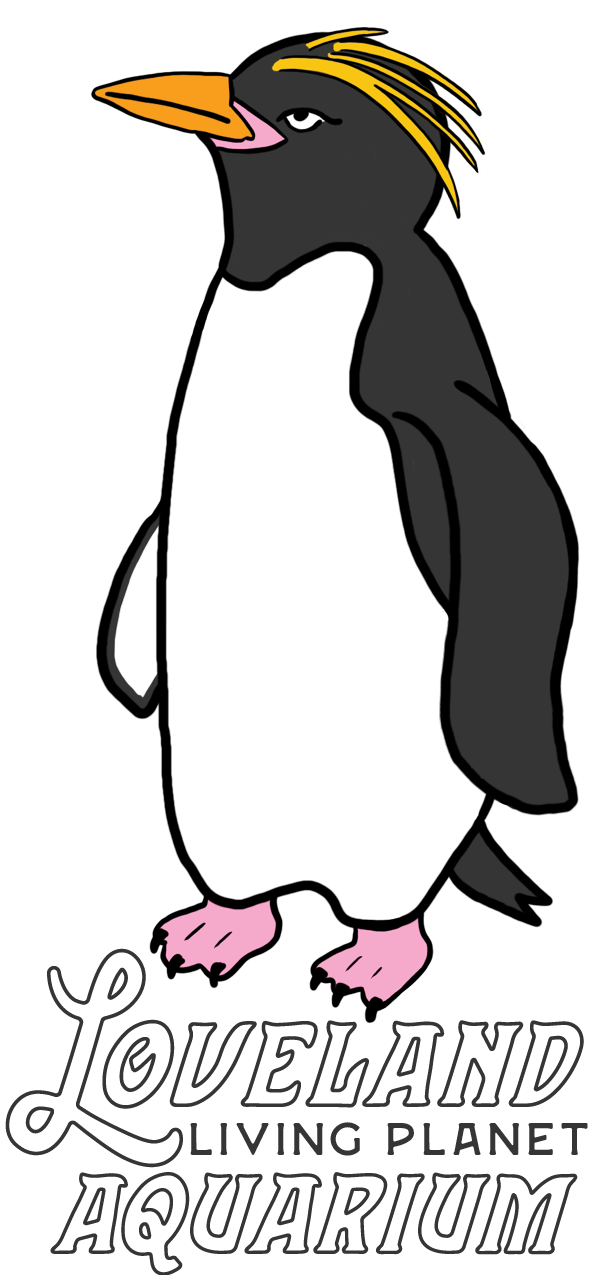 Loveland Living Planet Aquarium Penguin Sticker